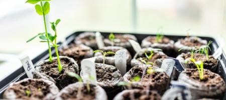 Jak použít rašelinové tablety k pěstování sazenic?