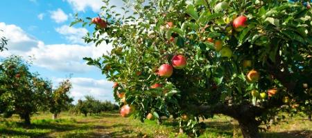 Péče o jabloně krok za krokem: Jak je sázet, stříhat a hnojit?