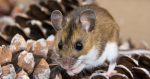 Jak se zbavit potkanů, myší a krtka v zahradě a v domácnosti?