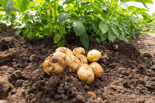 Čerstvě vyhrabané rané brambory