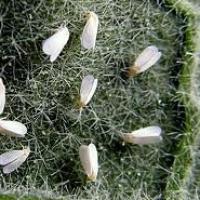 Škůdce salátových okurek a nakládaček - Molice skleníková