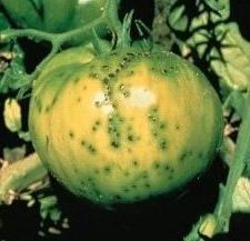 Bakteriální tečkovitost - choroba rajčat