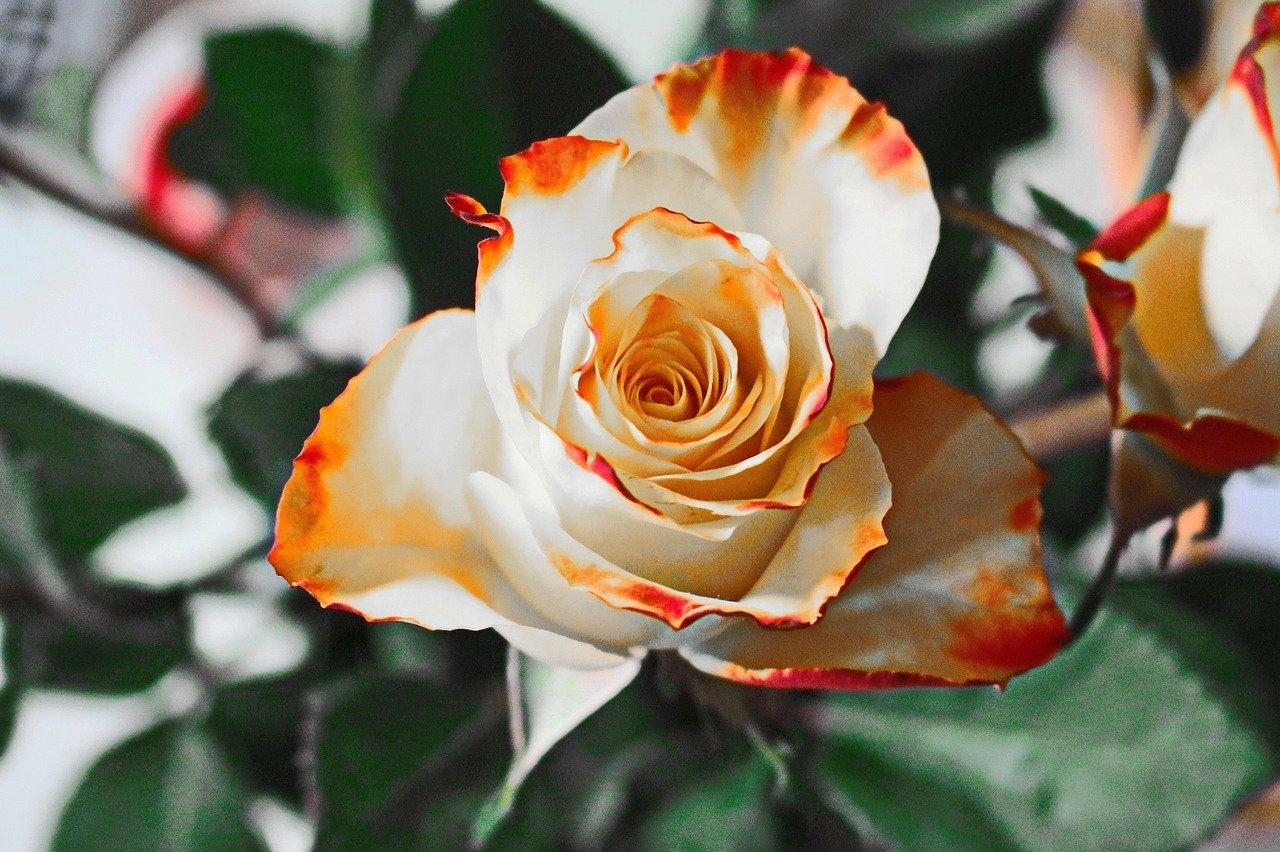 Bílo-oranžová růže