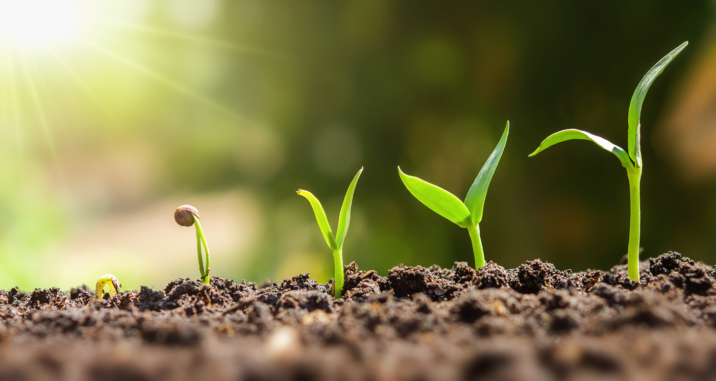 Cyklus rostliny - Růst ze semínka přes dvojlístek až po malou sazenici pomocí biologického hnojiva