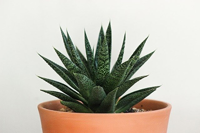 Pokojová rostlina - aloe vera