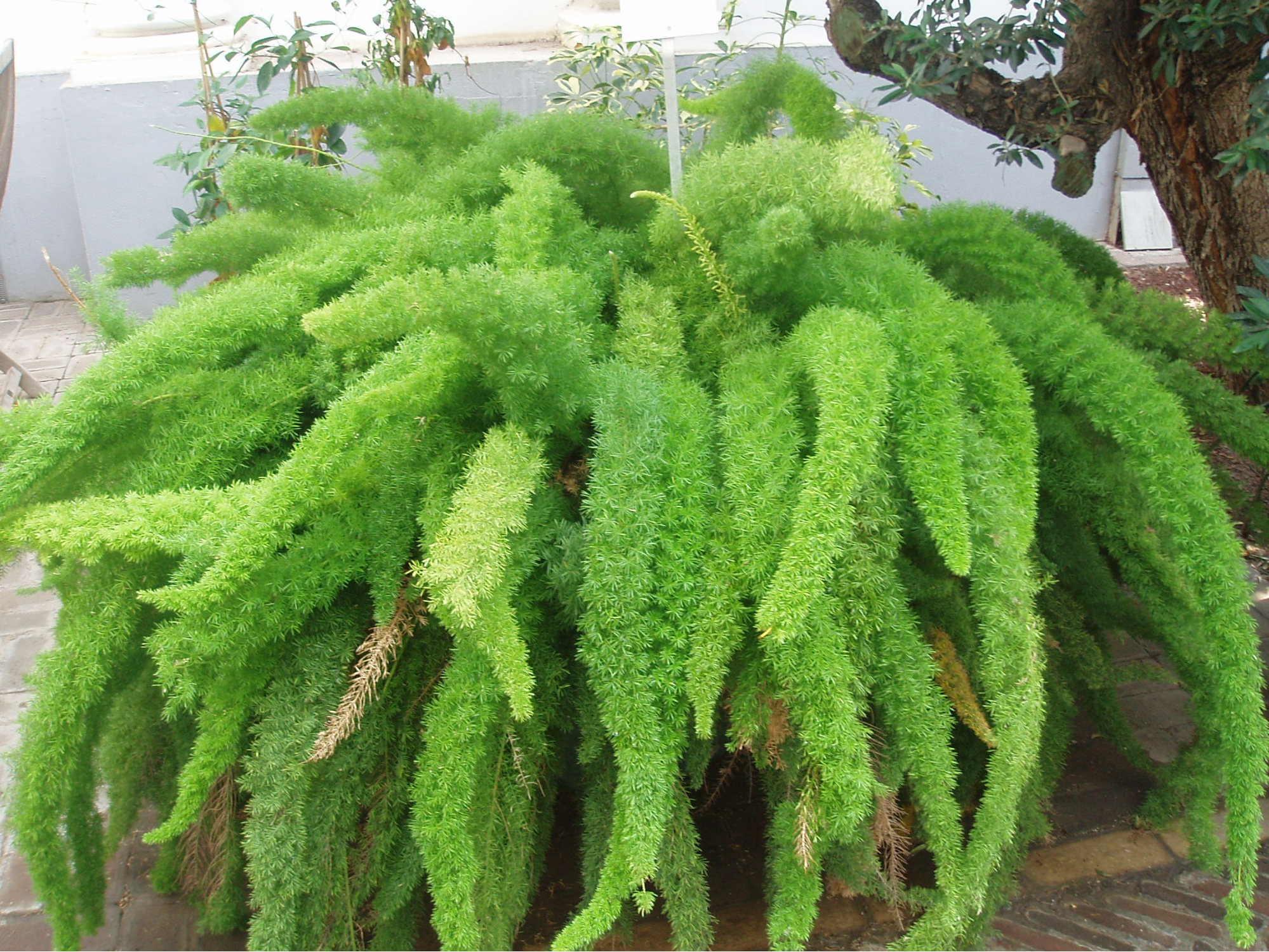 Pokojová rostlina asparágus hustokvětý