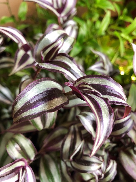 Pokojová rostlina tradescantia 