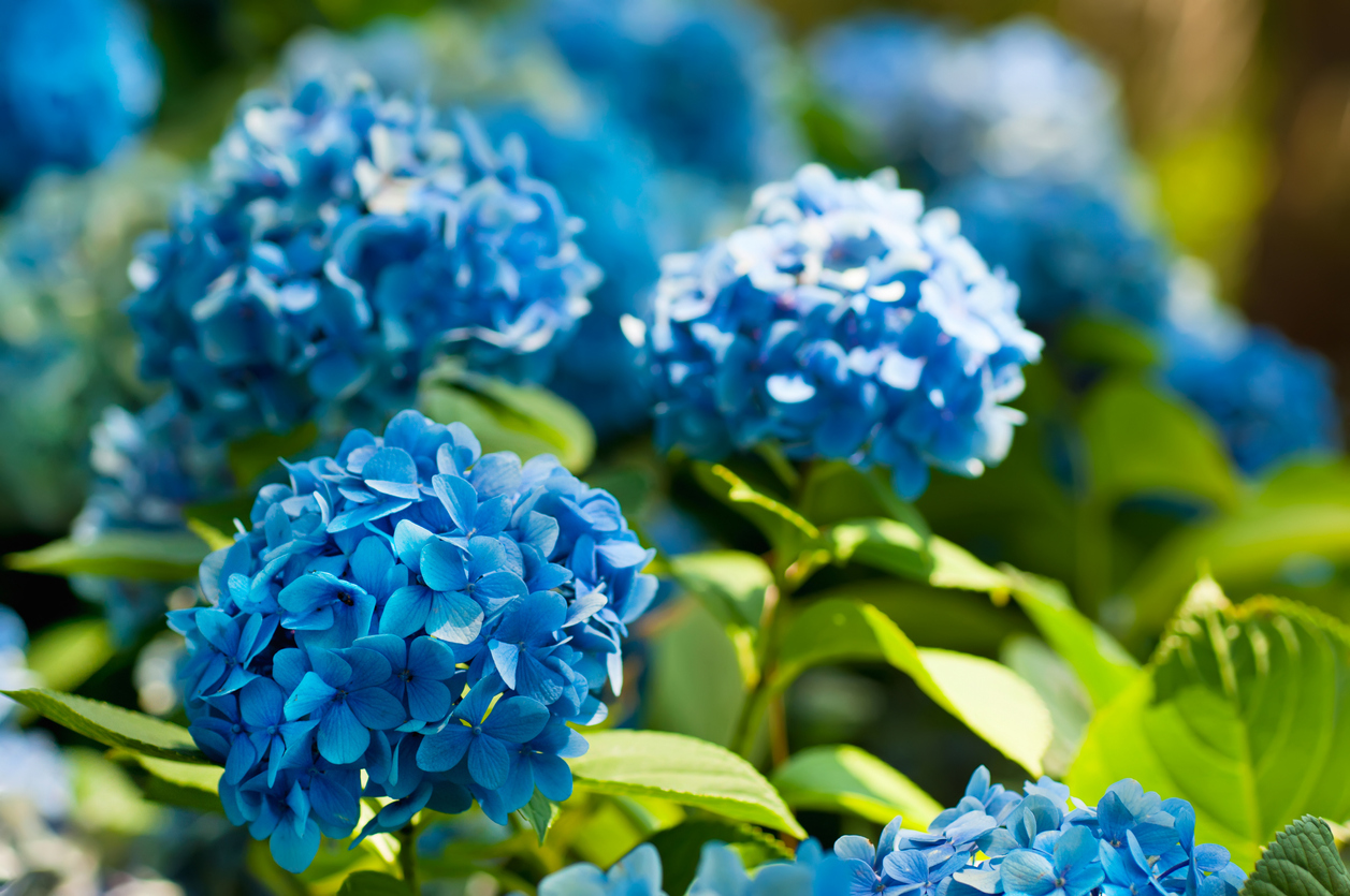 Modré kvetoucí hortenzie