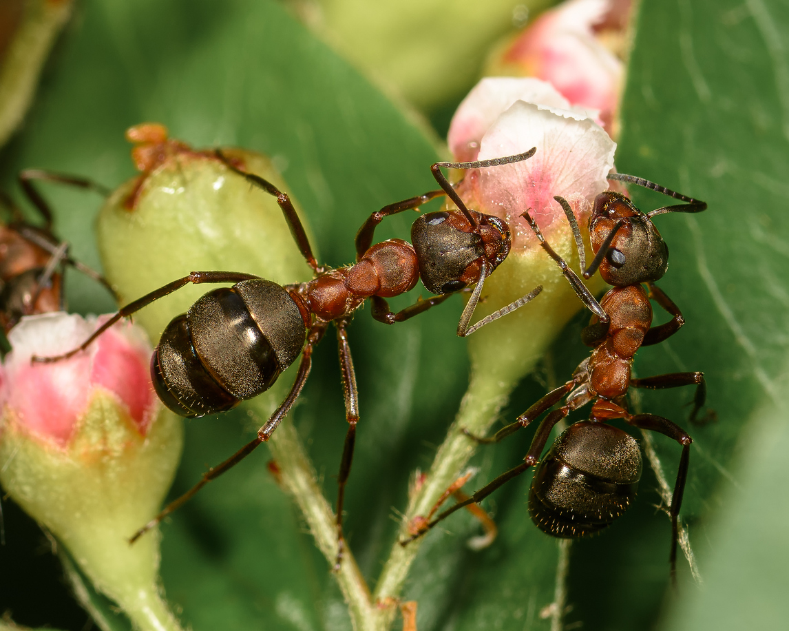 Mravenci lezou na květiny rostlin