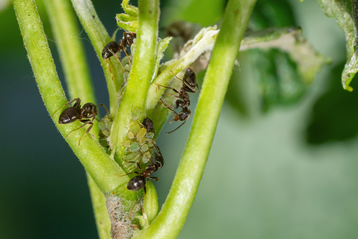 Mravenci přenášejí mšice na rostliny
