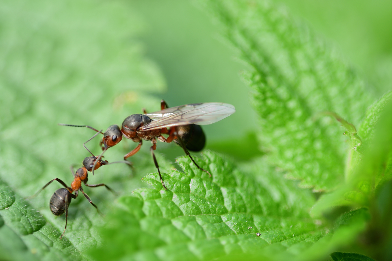Mravenec a královna na listu rostliny