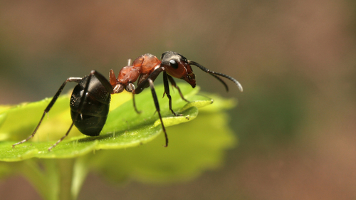 Mravenec na rostlině