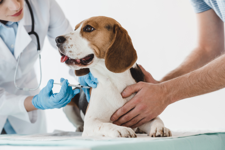 Očkování psa u veterináře