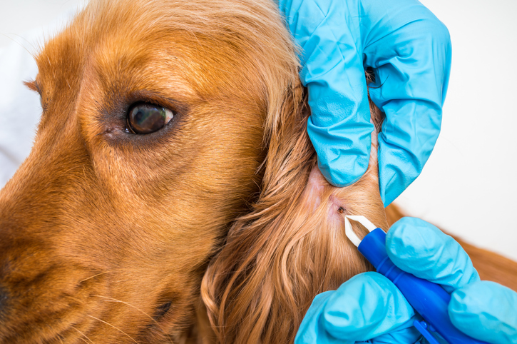 Odstraňování klíštěte z psího ucha u veterináře