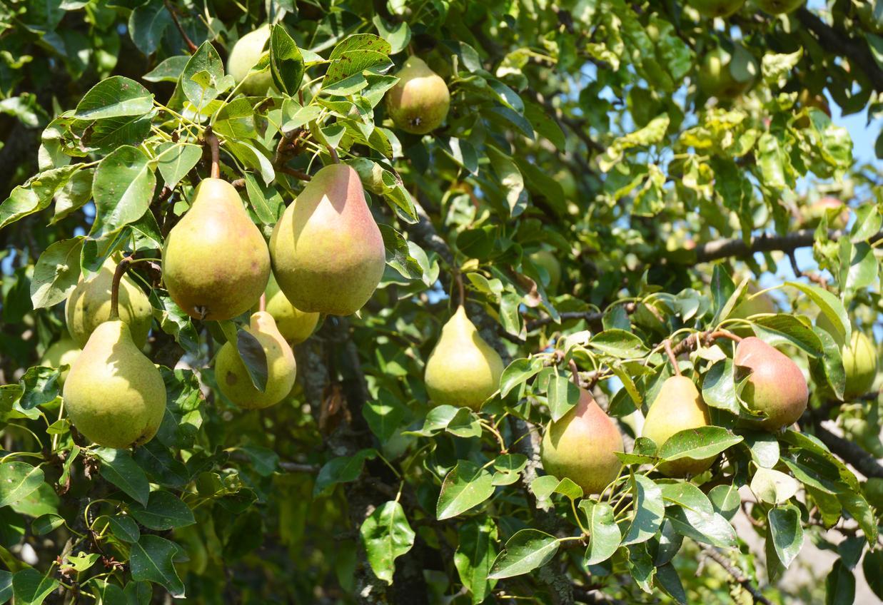 Plody hrušky na ovocném stromě
