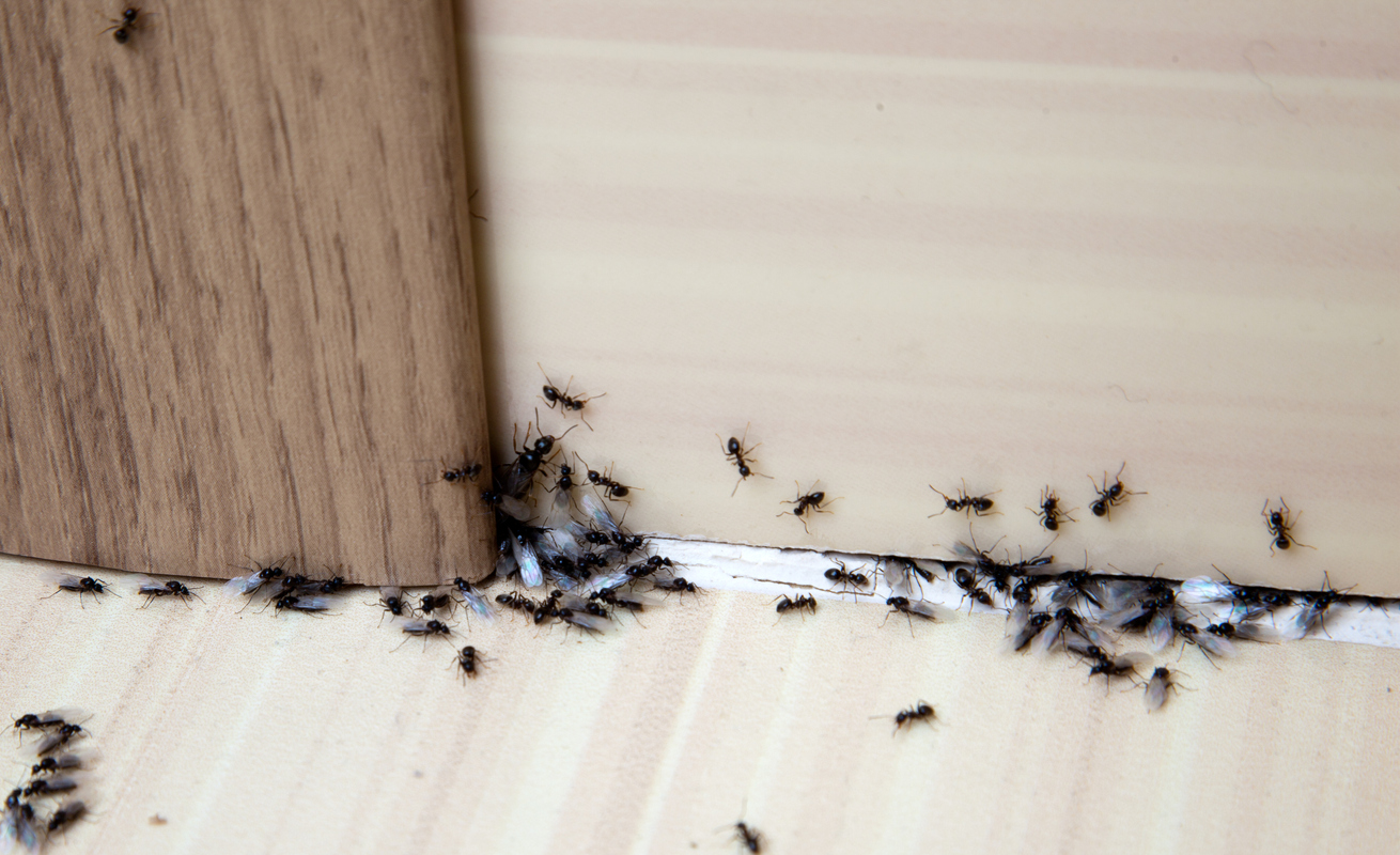 Přemnožení mravenci v domácnosti