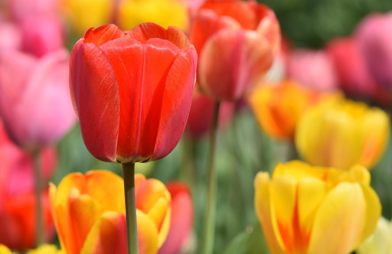 vysazování tulipánů na podzim