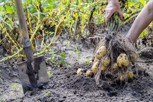 Vyjmutí rané odrůdy brambor z půdy s vynikajícím kořenovým systémem