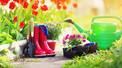 Zahrádkářské potřeby u tulipánů - lopatka, motyčka, holínky, konve, sazenice trvalek