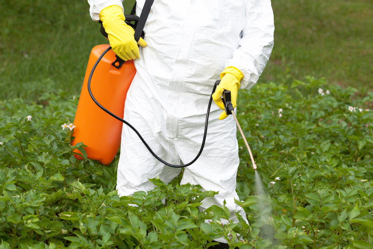 Zahrádkář postřikuje záhon insekticidem proti škůdcům