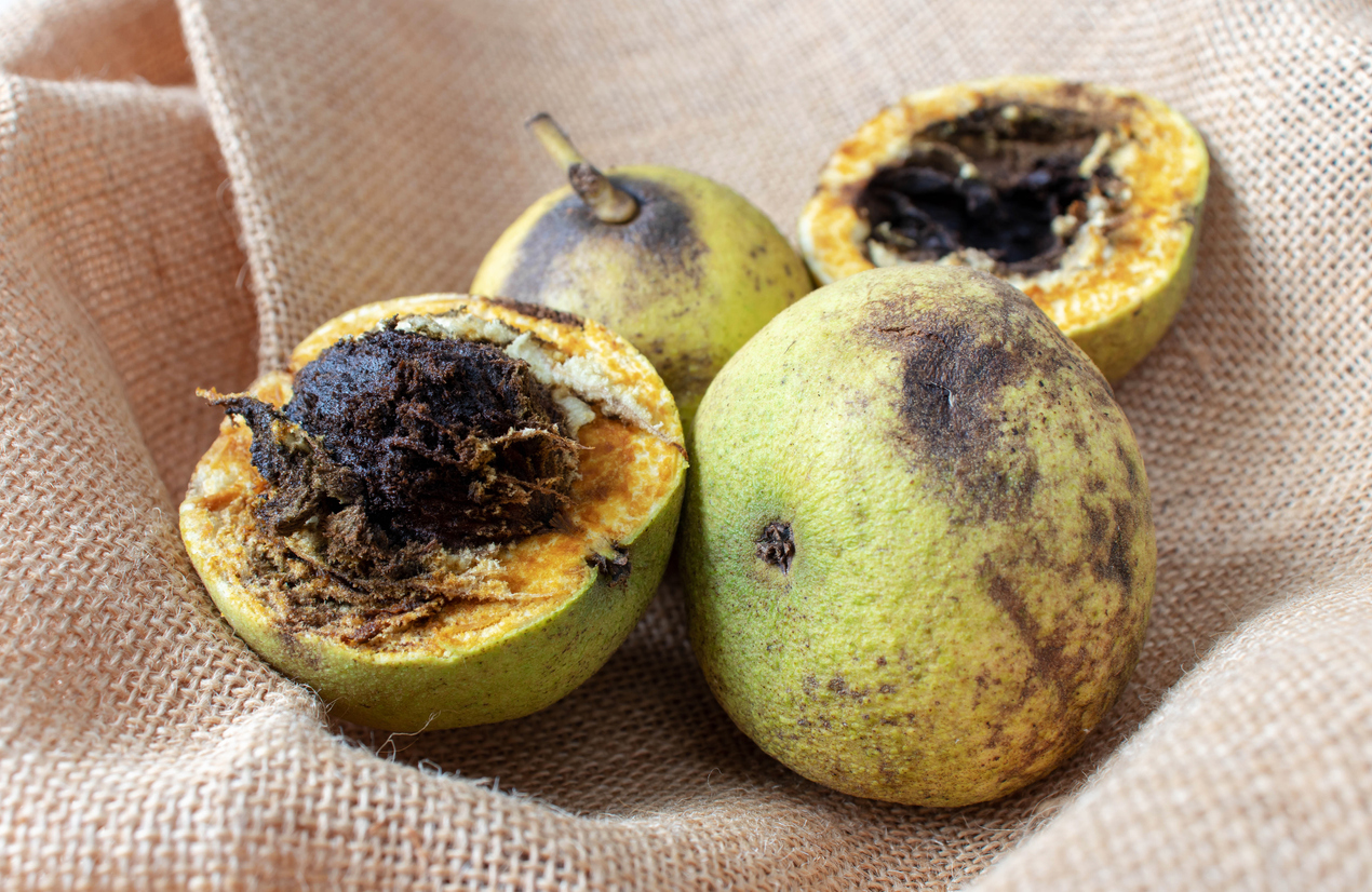 černá skvrnitost ořešáku (antraknóza) vytváří povlaky a je to nebezpečný škůdce ořechů