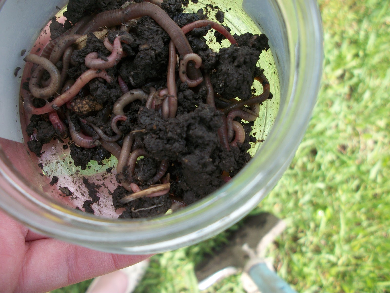 Žížaly prokypřují kompost a podporují žádoucí rozklad