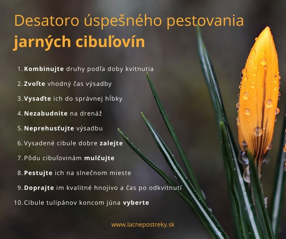 pěstování jarních cibulovin
