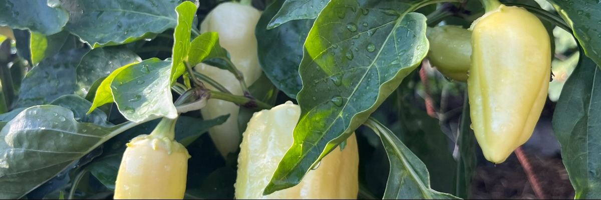 dozrievajuca-paprika_1200x400.jpg