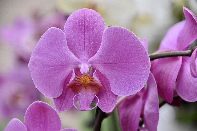 Pokojová rostlina - orchidej