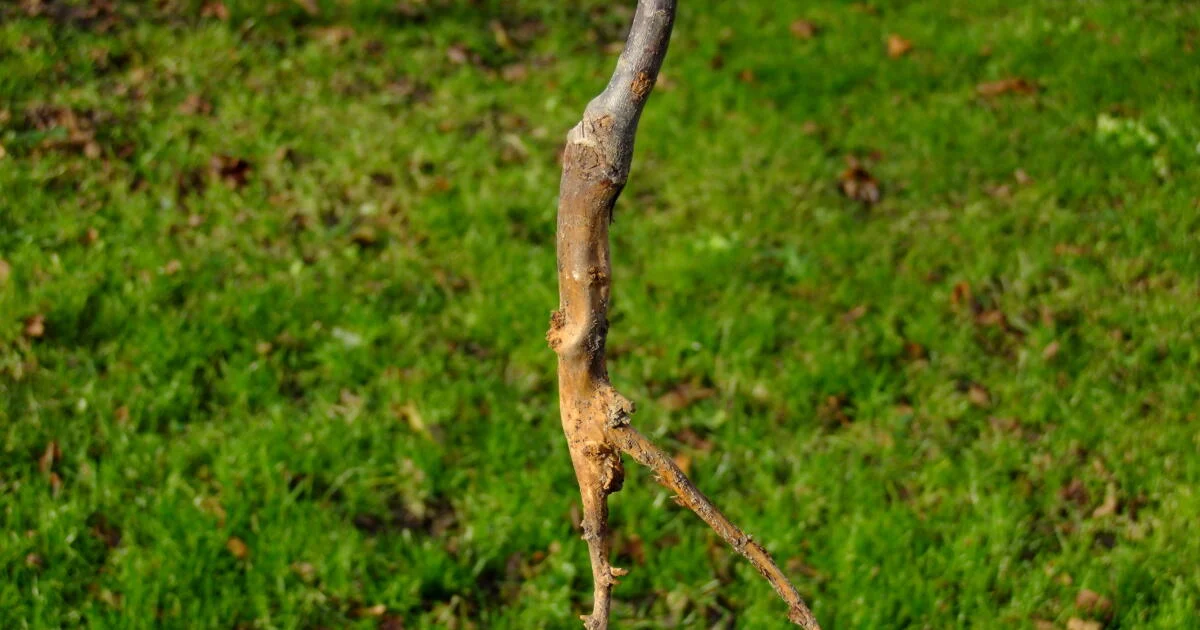 strom poškozený hryzcem