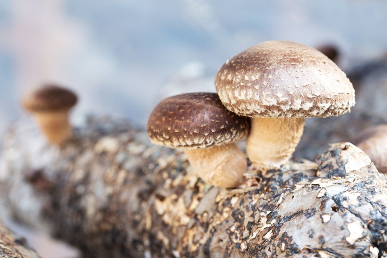houba shiitake na dřevě