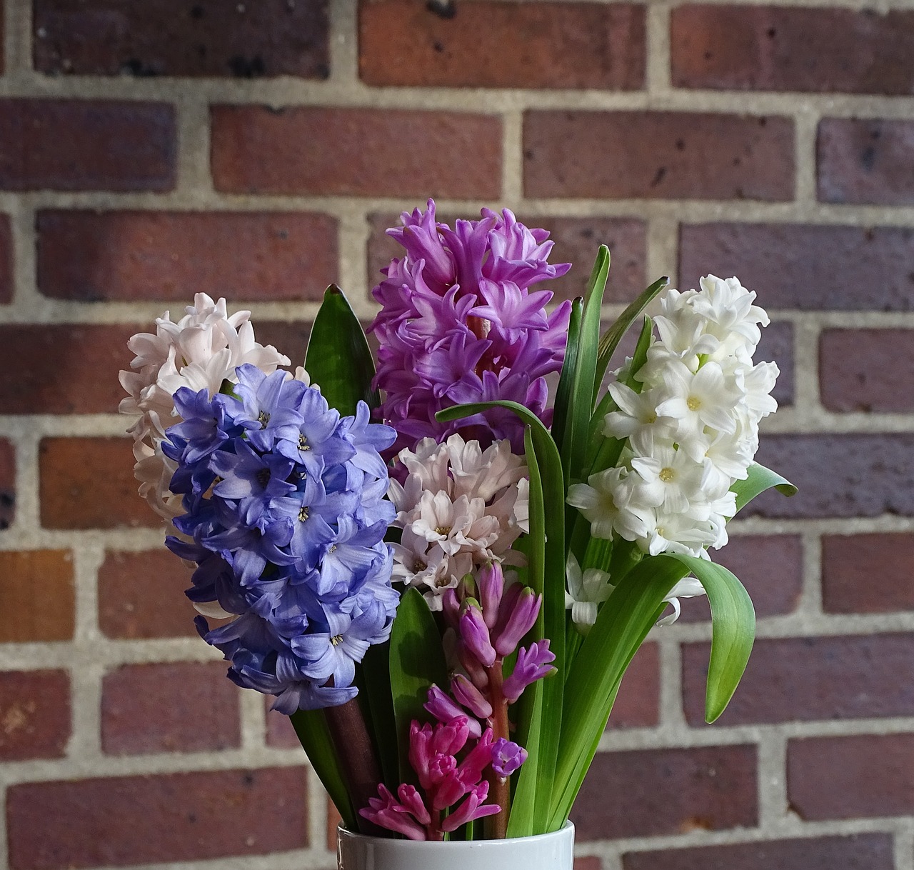 barevné cibuloviny hyacinty