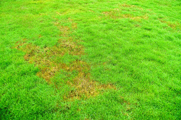 Žluté lysiny na trávníku v důsledku patogenu
