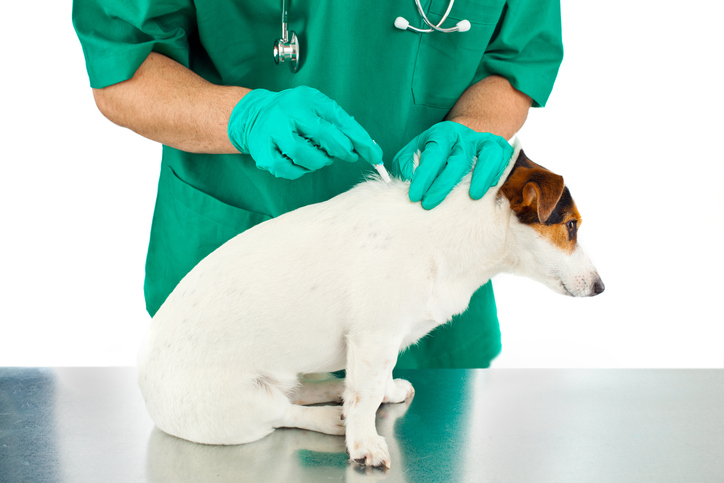 Pipetování psa proti parazitům u veterináře