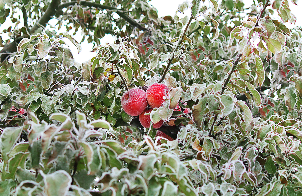 Jablka a listy na jabloni pokryté ledovými krystalky