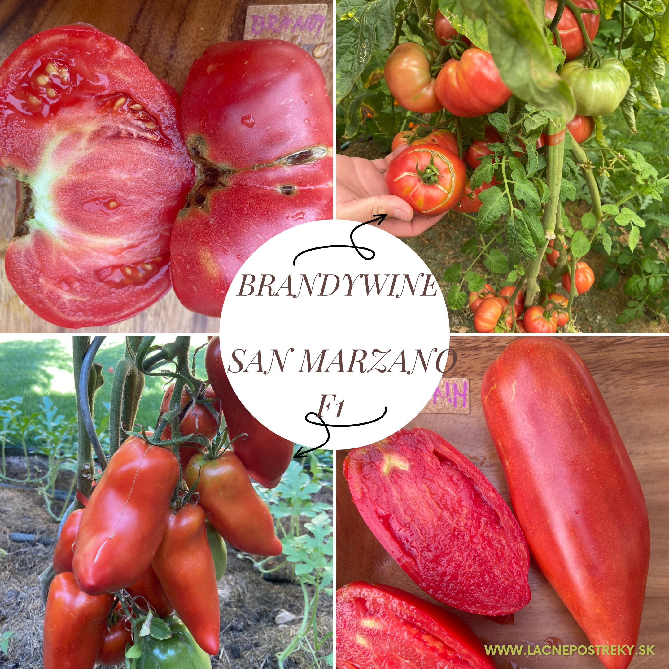 rajčata San Marzano a Brandywine