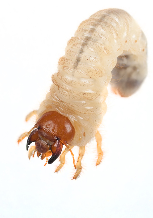 Larva krtonožky obecné