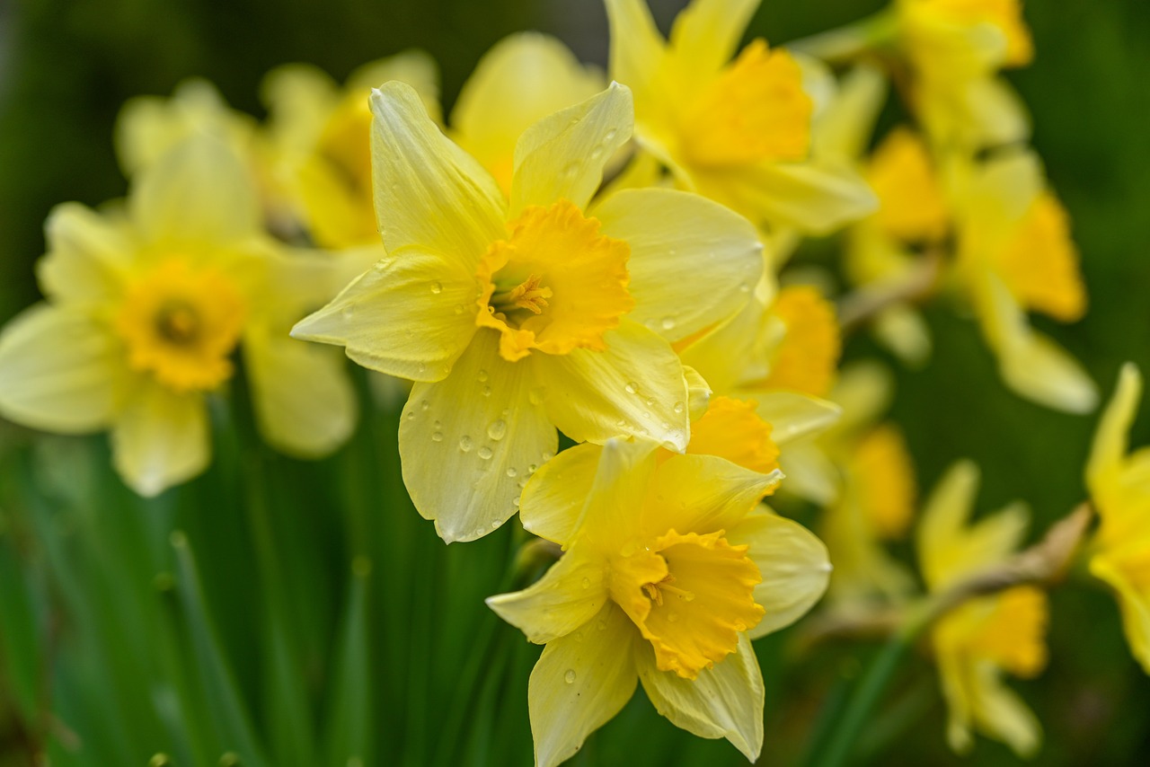 jarní cibuloviny: narcisy