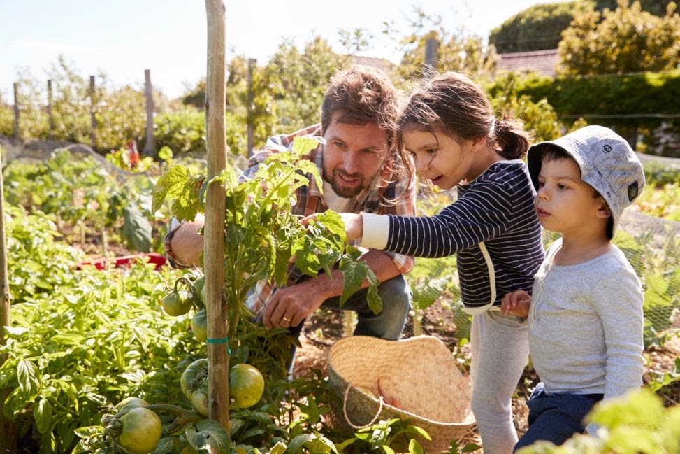 kontrola růstu rajčat otce s dětmi v zahradě