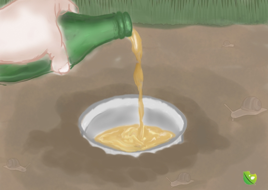 Pivní past na slimáky