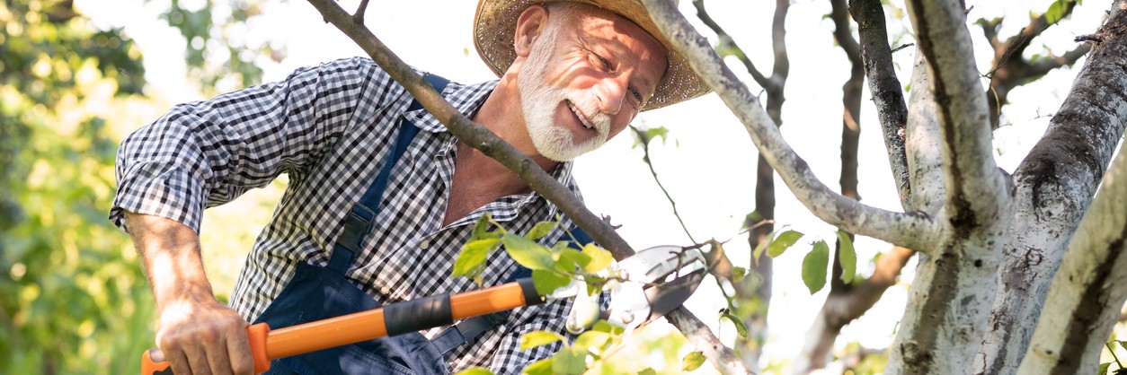 Zahradník stříhá ovocný strom během zimního řezu