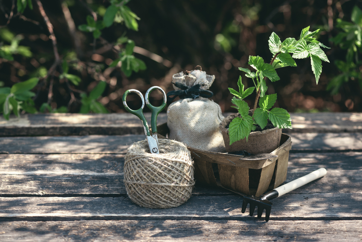 Připravená sazenice a nářadí pro výsadbu
