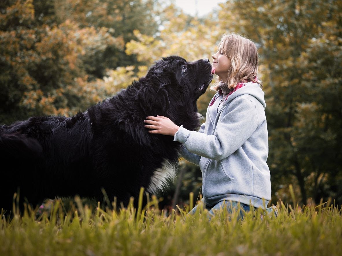 mladá dívka hladí velkého černého labradora  