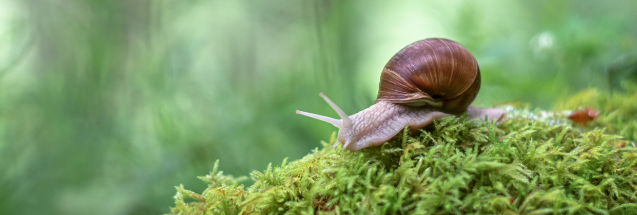 Slimák na mechu