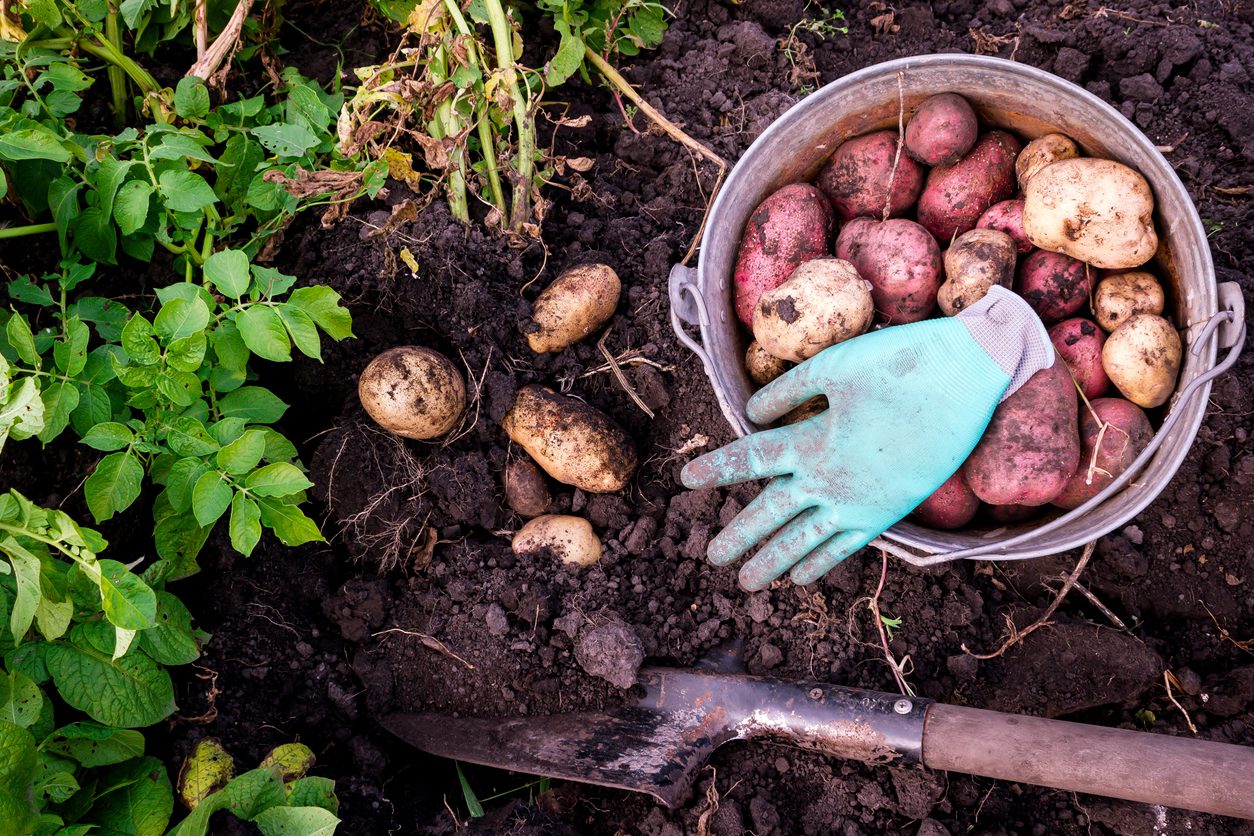 vápnění půdy pod brambory