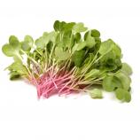 Microgreens sada