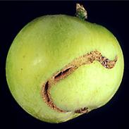 Pilatka jablečná