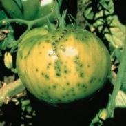 Bakteriální skvrnitost listů rajčat