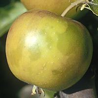 Sklovitost jablek