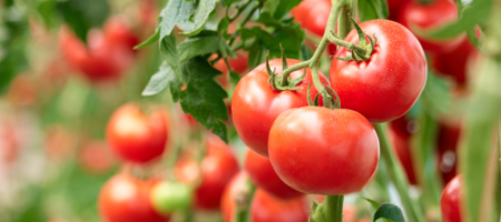 9 tipů od profi zahrádkářů pro vylepšení pěstování rajčat